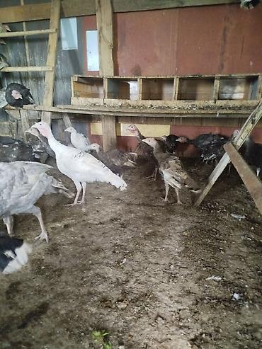 Продам с/х животных: Индюшата разных возрастов — 6