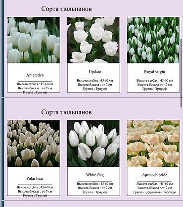 Цветы и букеты: ТЮЛЬПАНЫ ОПТОМ БИШКЕК — 5