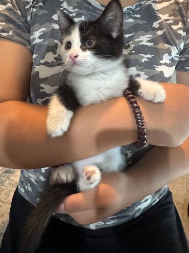 котята жалал абад: Отдадим хорошеньких котят в хорошие добрые руки, 1,5 месяца