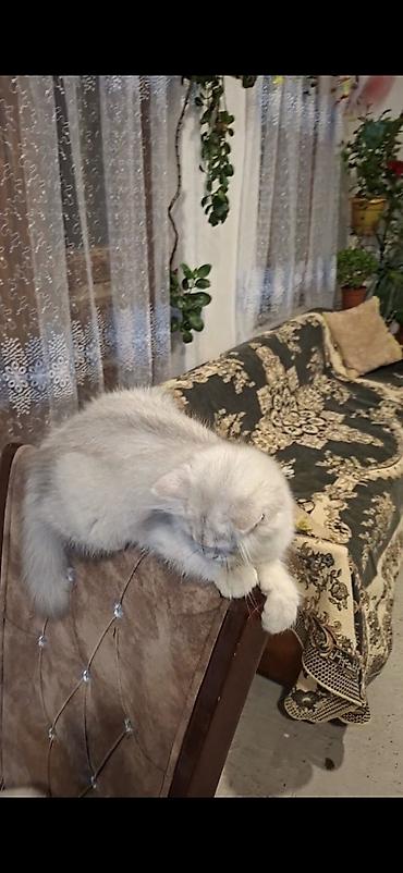 ag pisik balasi: Dişi — 4