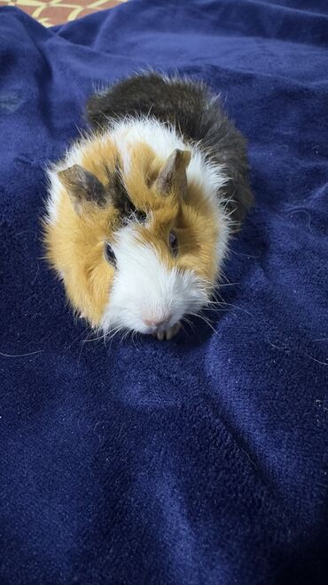 Морские свинки: Продаю морскую свинку ! •девочка • родилась 16 октября •разновидность — 4