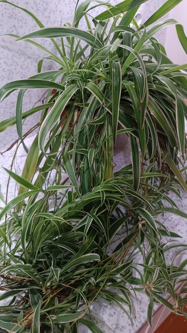 уход за садом: Хлорофитумы 3 сортов. есть в стаканчиках от 150 сом и до 1300 большие