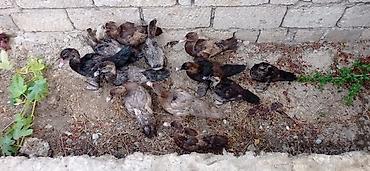 damaz: Musk ördəyi balaları (indo ducklings) - Şəkillərdə müxtəlif rəng — 1