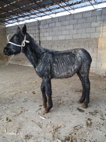 Другие с/х животные: ТАЙЛАР сатылат баасы 58 000 сом денсоолугу зынк at lalafo.kg — 6 Другие с/х животные: ТАЙЛАР сатылат баасы 58 000 сом денсоолугу зынк — 6