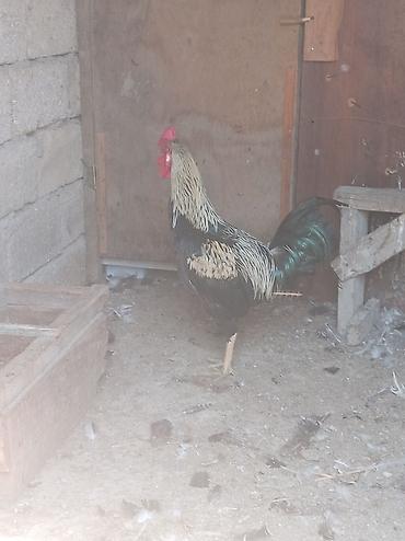 quş satışı: Təcili xoruz satılır 35 azn real alıcıya endirim olunacaq 🐓 — 1