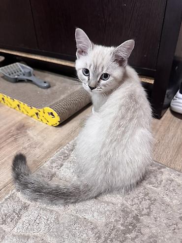 Скотиш Страйт (Шотландская прямоухая), 3 месяца, Мальчик, Приучена к лотку