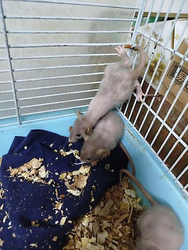 Крысы: Продам маленьких крысят Рэксов . Есть в продаже клетки поильники — 5