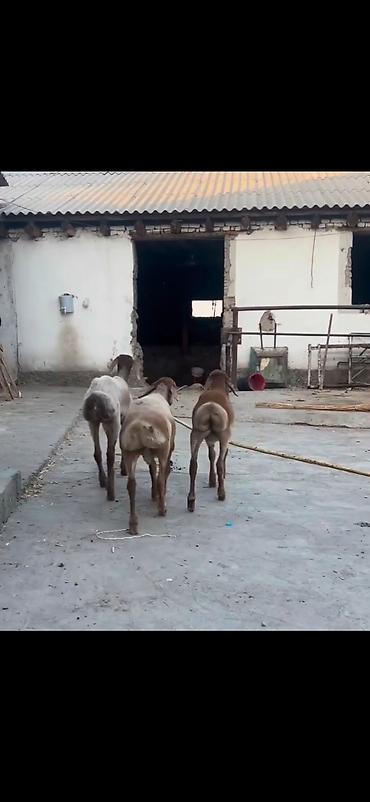 heyvan yemlərinin satışı: Qoyun – 3 baş, quyruqlu (yağlı quyruq) cins - Say: 3 baş gənc qoyun - — 2