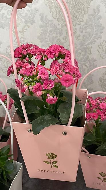 Каланхоэ: Горшечные каланхоэ в подарочных пакетах - Цветение: обильные соцветия — 7