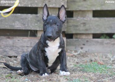 Psi: Na prodaju stenci Mini bull terijera, stari 2 i po meseca, sa — 4