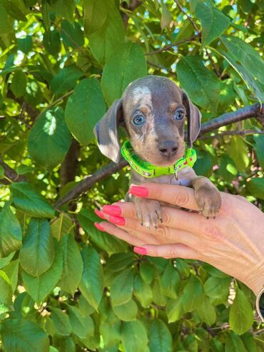 Psi: Odgajivacnica pasa "Happy Puppies" ima u ponudi patuljaste jazavicare — 8