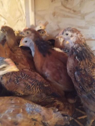 Куры, петухи: Продаю | Цыплята | Для разведения — 8