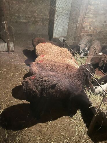продам сельхоз животных: Продаю | Овца (самка), Ягненок, Баран (самец) | Гиссарская, Арашан | На забой, Для разведения | Племенные, Котные, Кастрированные