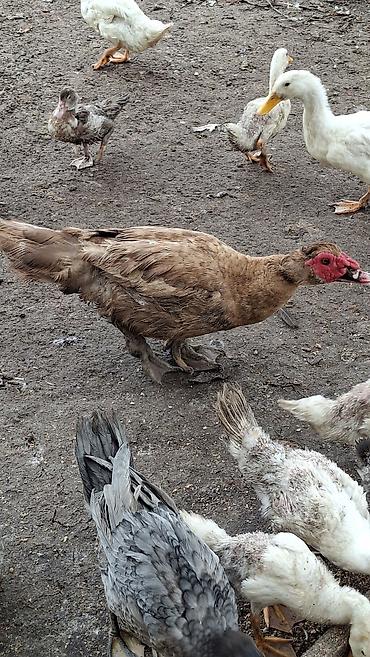 ördək lal: Erkək, | Lal ördək, Damazlıq — 3