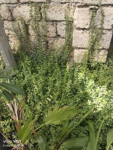 Ağaclar: Satılır: dekorativ bitkilər toplusu - Gül kolları (mini/çalı tipli) – — 26