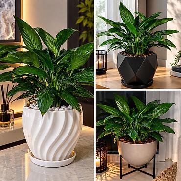 Бөлмө өсүмдүктөрү: Спатифиллум (Spathiphyllum) в горшке - Компактный куст с плотной — 3