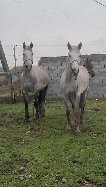 Лошади, кони: Продаю | Кобыла (самка) | Рабочий — 1