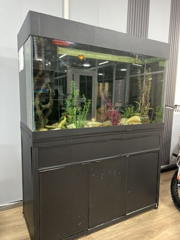аквариум угловой: Продается аквариум с рыбами и декарациями
На 500 литров