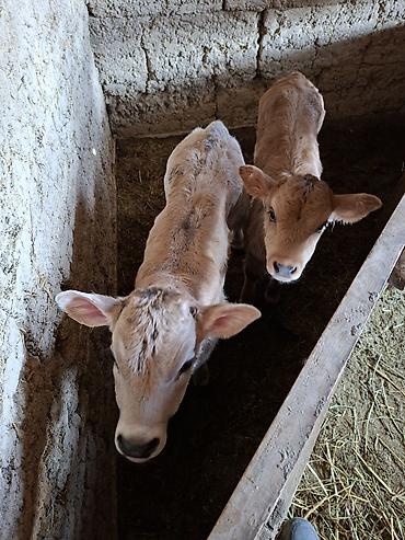 Коровы, быки: Продаю | Музоо, торпок | Искусственник — 4