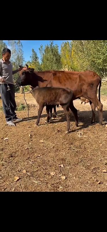 arı ailəsi satışı elanları 2025: Satılır: inək bala ilə - Rəng: tünd qəhvəyi (ana), qara-qəhvəyi bala — 5