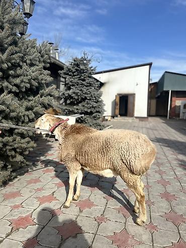 Баран, овца: Продаю | Баран (самец) | Для разведения | Племенные — 13