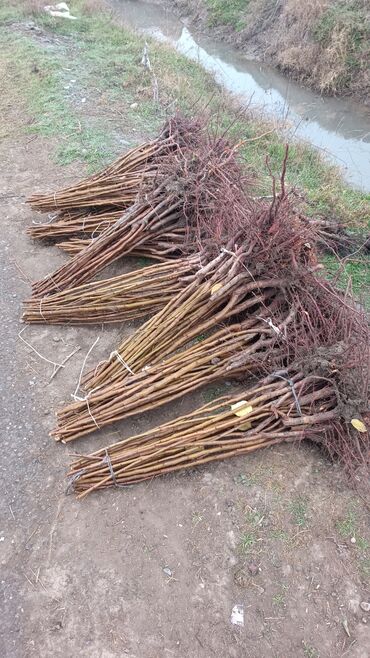 Ağaclar: Yalnız bizim təsərfatimizda bölgələrə uyğun olaraq ağacların kok — 8