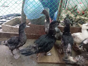 Ördəklər: Muscovy (hind) ördək balaları – müxtəlif rənglərdə - Cins — 8