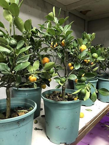 Другие комнатные растения: Комнатные растения в горшках — декоративные и фруктовые 1) Карликовый — 11