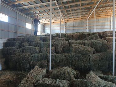 Torpaq sahələrinin satışı: 48 sot, Kənd təsərrüfatı, Makler, Kupça (Çıxarış) — 24