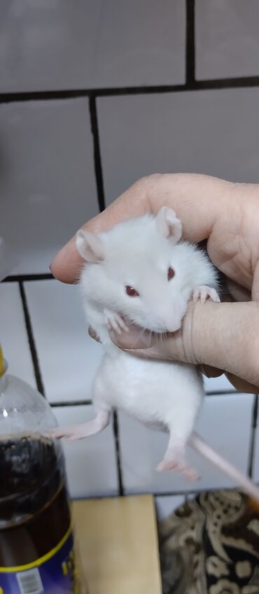 Крысы: Продам маленьких крысят Дамбо ручные девочки и мальчики. есть большие