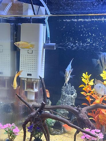balaca akvarium qiymeti: 6manat qiymet birine aiddi tam saglam baliqlardi — 3