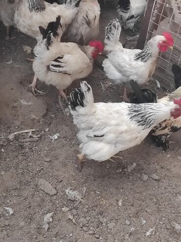 Куры, петухи: Продаю | Куры, Петух — 7
