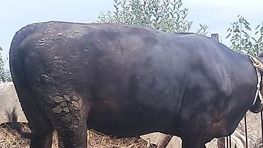 Inəklər, öküzlər: Dişi, Simental, il: 2, 600 kq — 7