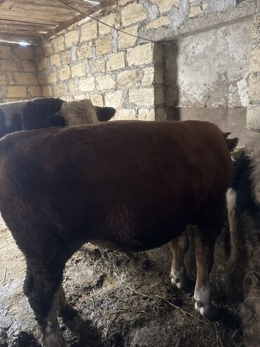 Inəklər, öküzlər: Inəklər öz qapimizin heyvnalradir saf qan simental balalari ilə — 6