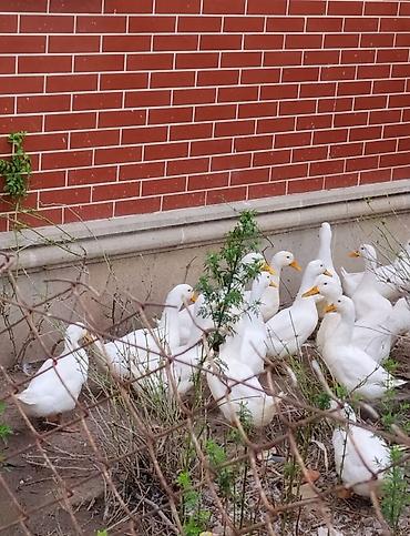 ordək balası və cucə: Salam aleykum.pekin 🦆ördeyleri satılır!damazlıq saxlanılmışdı pula — 1