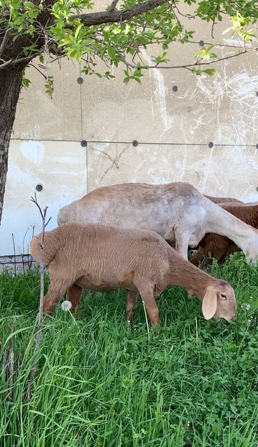 Бараны, овцы: Ярочка 3месяцев, уши 17,5 рост 68+- Линия есть Прошу 21.000