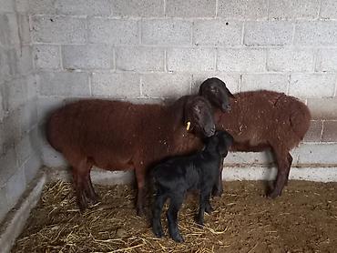 Баран, овца: Продаю | Овца (самка) | Для разведения | Матка — 4