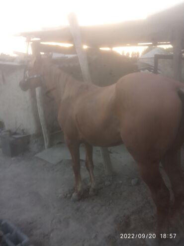 конный спорт бишкек цены в Кыргызстан | Услуги: Продаю | Жеребец | Английская | Конный спорт