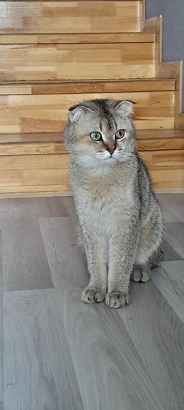 pisik adlari: Şinşilla, Erkək — 2