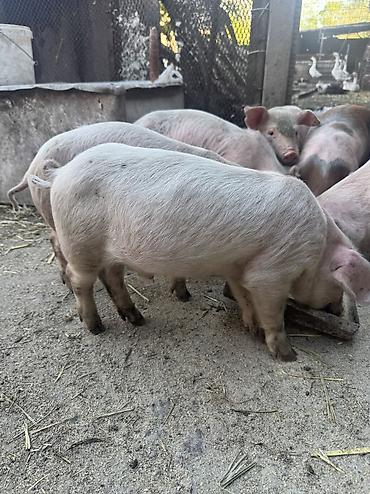 где можно купить кошку в бишкеке: Продаю | Поросенок | Крупная белая | Для разведения — 4