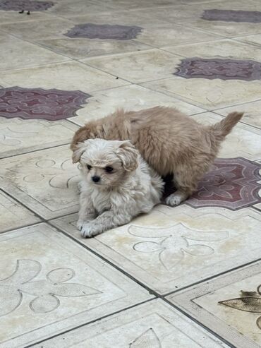 İtlər: Pekines, 2 ay, Peyvəndli — 8