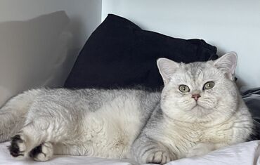 Шиншилла, Самец, Для вязки