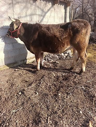 Коровы, быки: Продаю | Корова (самка) | Для молока | Привязанные — 6