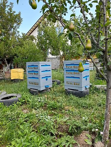 Ящики: Ящик — 12