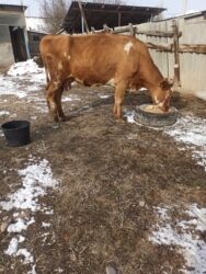 собака французский бульдог купить: Продаю | Корова (самка) | Симментальская | Для разведения, Для молока | Племенные, Осеменитель, Стельные