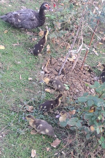 Ördəklər: Dişi, | Macar, Damazlıq, Pulsuz çatdırılma — 10