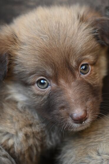 Отдам даром собаку: Собака даром: Дворняжка, 2 месяца, Самка — 1