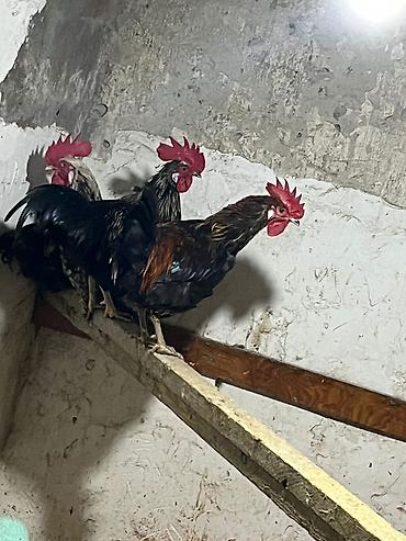 K/t heyvanları və malları: Xoruz, il: 1 — 1