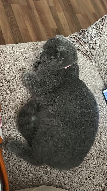 ragdoll pisik: Amerikan Shorthair, Erkək, Dişi, Ünvandan götürmə, Ödənişli çatdırılma — 4