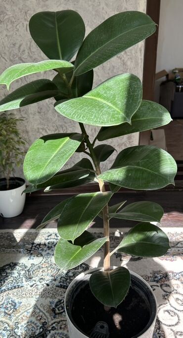 купить папоротник: Фикус эластика (Ficus elastica, каучуковое дерево) в горшке. - Высота
